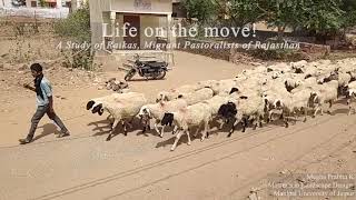 Life of Raika on the Move Nomadic Pastorlism in Rajasthan [upl. by Ddart687]