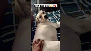 Sorry Max  dog labrador shorts trending viral explore cute funny fyp [upl. by Okajima491]