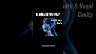 Respiratory Pathway in Human body 🗣️   shoerts pharmacy [upl. by Ahsieket]