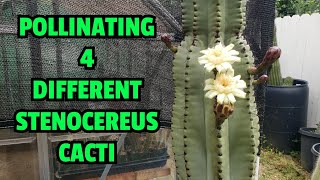 Pollinating 4 different Stenocereus cacti [upl. by Losyram]