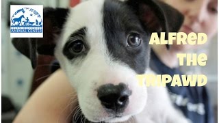 Alfred the Tripawd [upl. by Duky]