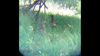 Huben K1 22 cal Hunting Francolin Partridge Teetar  High Power PCP Semi Auto South Africa  Hawke [upl. by Kozloski]