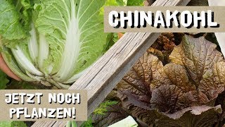 Chinakohl  jetzt noch pflanzen  Sorten und Tipps [upl. by Noraj903]