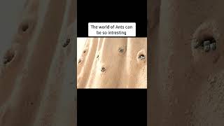 The world of ants can be so interesting anime movieexplainedinhindi movie shorts [upl. by Gish]