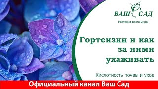 Секреты и условия выращивания гортензий в домашних условиях Ваш сад [upl. by Staci128]