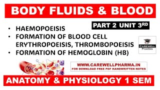 Hematopoiesis  Formation of Bood  Formation of Hemoglobin  Part 2 Unit 3  Anatomy and Physiology [upl. by Mccall196]