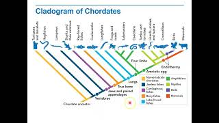 Biology Lecture 9 2E Cladogram of Chordates [upl. by Preuss770]