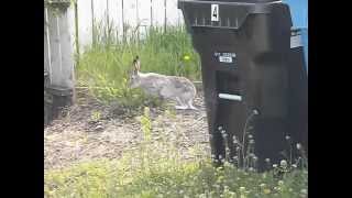 Whitetailed JackrabbitMay 29 2013Calgary [upl. by Yaya]