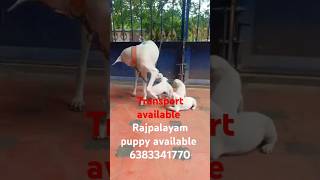 Rajapalayam puppy sale in maduraithenkasipalanilowpricepuppy rajapalayampuppykannipuppiestamil [upl. by Betti476]