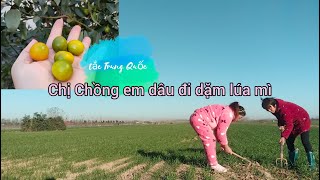 Vừa Gió Vừa Lạnh Cùng Chị Chồng Đi Dặm Lúa Mì Ngoài Cánh Đồng [upl. by Larok]