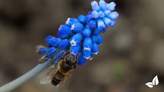 Muscari Armeniacum • Organifer [upl. by Isla]