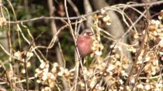 ベニマシコ quotUragus sibiricusquot の鳴き声（雄・地鳴き）。2013年12月 [upl. by Nnasus]