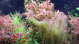 Fresh water aquarium planted Wood Shrimp Amano Shimp Otocinclus Fish Monte carlo carpet Rotala [upl. by Wayne930]