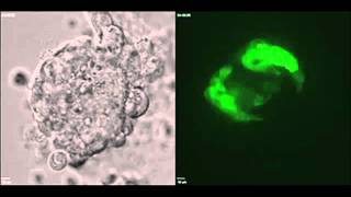 Critical stage of embryonic development now observable v2 [upl. by Lohrman]