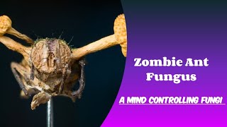 Zombie Ant Fungus  Animal Planet  Discovery  Wildlife Facts  A Mind Controlling Fungus [upl. by Suillenroc]