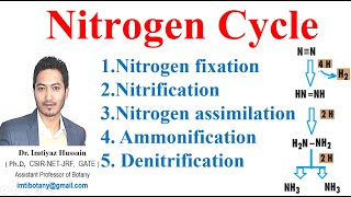 Nitrogen Cycle Nitrification assimilation Ammonification nitrogenfixation nitrogencycle ecology [upl. by Benil]