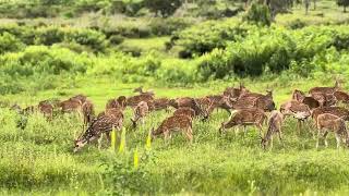 Ooty Mysore Zoo 🗺️ 🦌 [upl. by Orozco115]