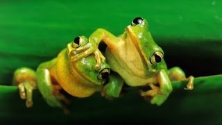 Frogs  The Thin Green Line Documentary Full Length [upl. by Essilem]