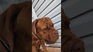 MASTIFF X BULLYpuppy pitbull dog youtube shorts doglover youtubeshorts bullybreed [upl. by Antonino]