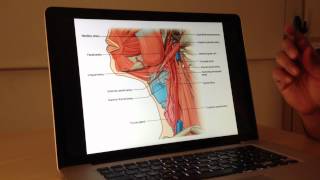 Vascular Anatomy 1 of 4 Carotid and Vertebrobasilar Systems  Head and Neck Anatomy 101 [upl. by Tiffa]