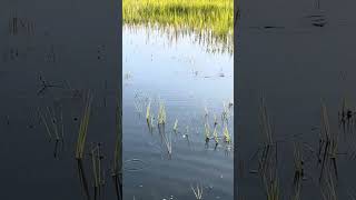 Spooked ‘em unfortunately… redfish in flood tide Charleston SC [upl. by Gaylene983]