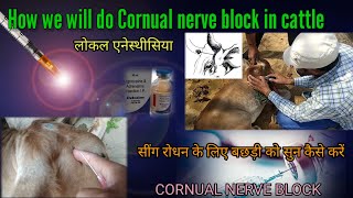 Cornual nerve block in cattle local anesthesia for dehorning or disbudding  कॉर्नुअल नर्व ब्लॉक [upl. by Deering]