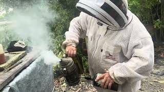 October inspection of the Poppleton hive  beekeeping [upl. by Fleischer]