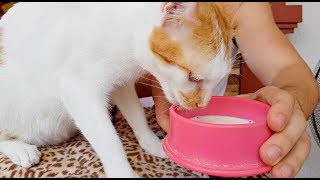 CAT Demands For Milk After Seeing ME Bottle Feeding Another Kitten 😂🍼 [upl. by Mathia]