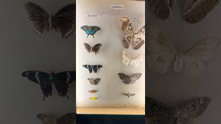 Butterflies vs moths shortstrendingyoutubeshortsshortshortvideonaturebutterflyrichiebonam [upl. by Einner]