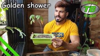 Golden Shower  Repotting for recovery  Training bonsai from seed  Year 3 [upl. by Nauqan]