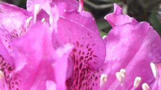 Rhododendron pink flowers and a Honeybee  Lyngrós  Býfluga  Garðagróður  Skordýr [upl. by Yatnuahc]