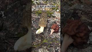 True Morel Morchella vs False Morel Gyromitra Mushroom Identification [upl. by Mcconnell]