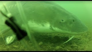 White Sturgeon Underwater Footage In The Fraser River Watershed [upl. by Iuqcaj]