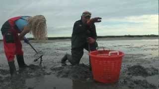 Digging Littlenecks on Duxbury Bay [upl. by Acirrehs]