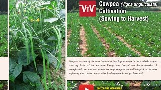 How to cultivate cowpea Vigna unguiculata [upl. by Ylrebme384]