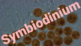 What are Symbiodinium How does coral bleaching effect them [upl. by Hakeber]