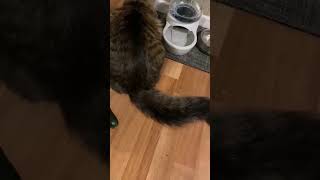 Scaredy Catcatvideos funny [upl. by Eam]