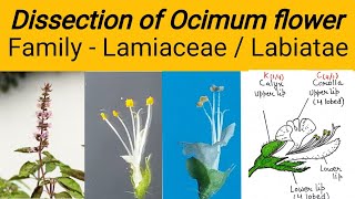 Dissection of Ocimum flower  Family Lamiaceae  Family labiatae  Tulsi flower dissection [upl. by Anaeerb]