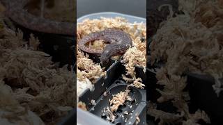 Take a look at this baby earless monitor lizard cute reptiles wildlife animals shorts pets [upl. by Snider]