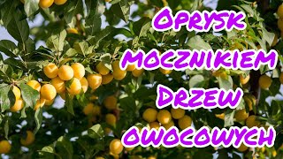 Oprysk mocznikiem jesienią  jesienne opryski drzewek owocowych [upl. by Ymma]