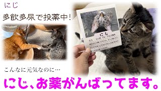 ND515【子猫】多飲多尿で投薬中！こんなに元気なのに…にじお薬がんばってます。【保護猫】 [upl. by Aonehc]