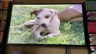 Closing To Wishbone Dog Days Of The West 1998 VHS [upl. by Ozan]