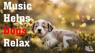 Gentle Dog Music 🎶🐕 Calming Sounds for Relaxation Deep Sleep and Anxiety Relief 💫💞 [upl. by Tilla]