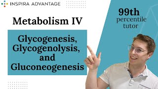 MCAT Bites Metabolism IV Glycogenesis Glycogenolysis and Gluconeogenesis  Inspira Advantage [upl. by Eenattirb]