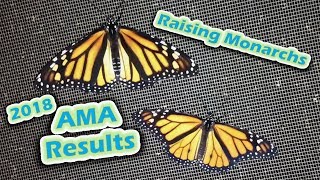 Raising Monarchs  2018 AMA Results Help The Monarch Butterfly [upl. by Joashus]