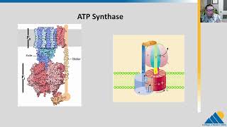 BIOL201 Ch74  Oxidative Phosphorylation [upl. by Davita]