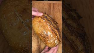 Course Grain Rye x White Whole Wheat sourdough loaf bread crumbshot rye baker [upl. by Artina]