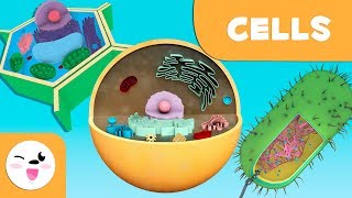 The cell Structure functions and its parts  Science for kids [upl. by Mccahill265]