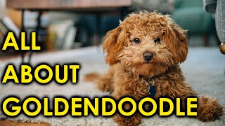 Goldendoodle Dog Breed Guide Puppies to AdultsAmazing Dogs [upl. by Airotkiv]