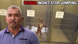 This Pitbull Miraculously Saves Other Dog Lives  Cesar 911 Season 2 Ep 5  Part 1 [upl. by Ynohtn300]